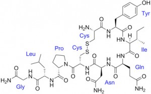 estructura-química-Oxitocina