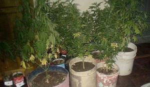 plantines-de-marihuana