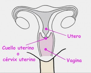 cervix-uterino