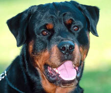 Rottweiler
