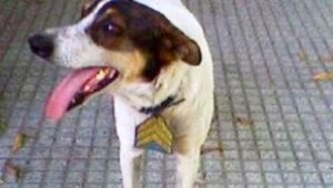 cartucho-de-la-comisaría-41