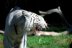 Tigresa-Blanca-de-Bengala