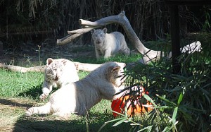 cachorros-Tigres-Blancos-de