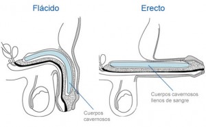 disfuncion