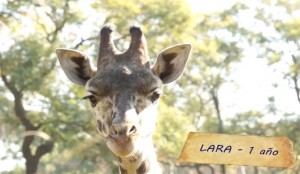 Lara-jirafa-del-zoo-de-Buenos-Aires