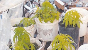 invernadero-marihuana