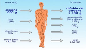 metabolismo-gráfica