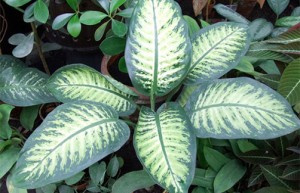 Dieffenbachia