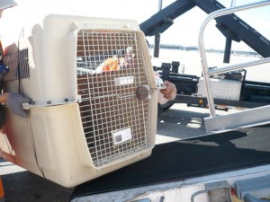 transporte-mascota-en-vuelo