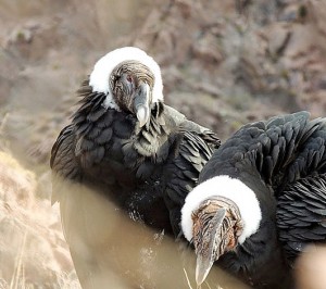 pichones-Cóndor