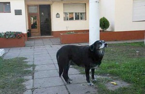 perra-callejera-comisaría