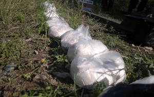 bolsas cocaína