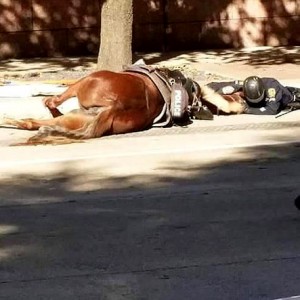 caballo-y-policía
