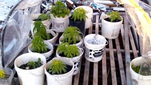 plantas-de-marihuana