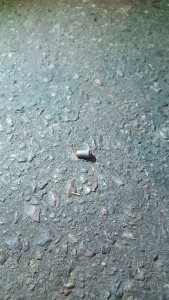 bala atentado local Nuevo Encuentro