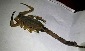 escorpión-colegio-Valentín-Alsina