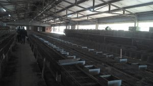 conejo2-San-Andrés-de-Giles