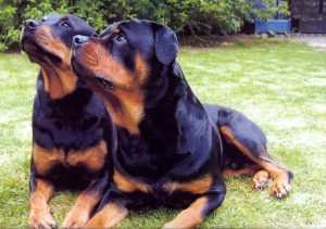 pareja-de-rottweiler