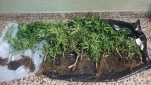 plantas de marihuana Gerli